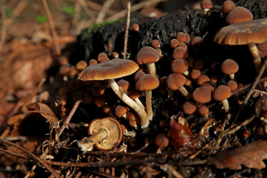 Psathyrella (...)(2).jpg