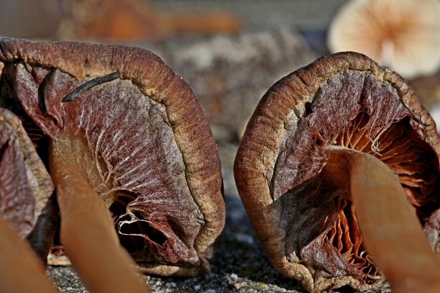 Psathyrella piluliformis (3).jpg