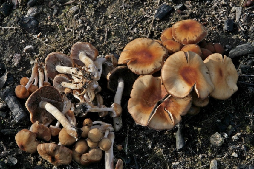 Psathyrella piluliformis (2).jpg