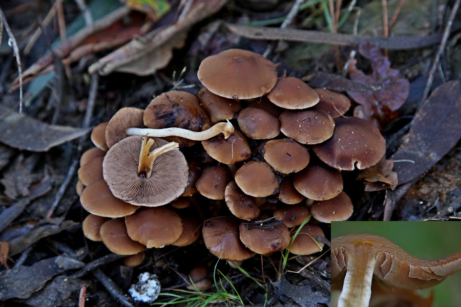 Psathyrella piluliformis.jpg