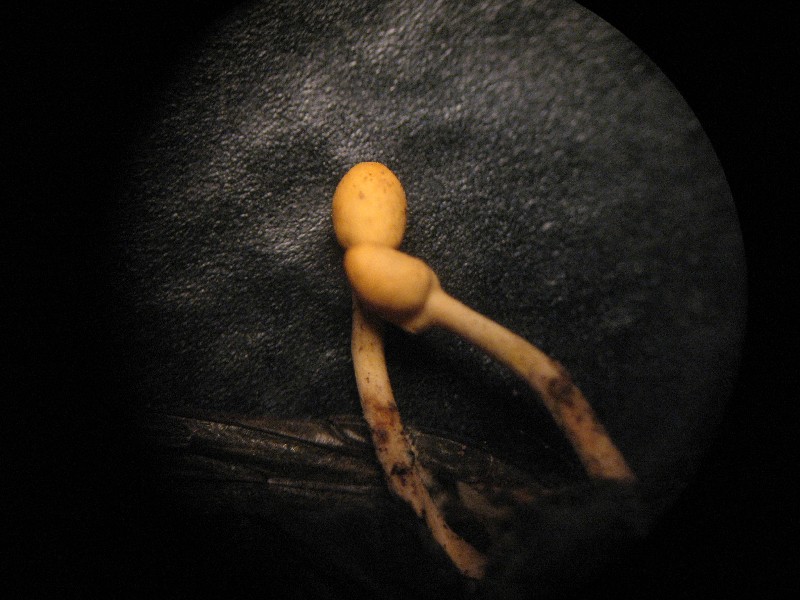 Cordyceps xxx2-redim800.jpg