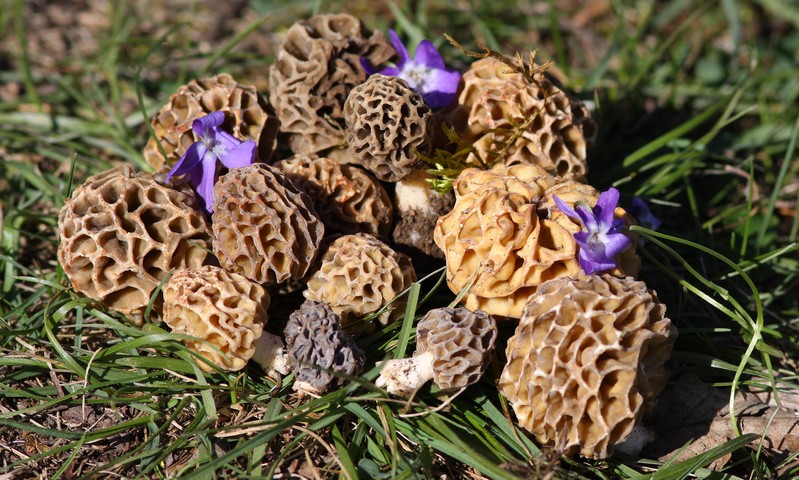 morilles avril 2012.jpg