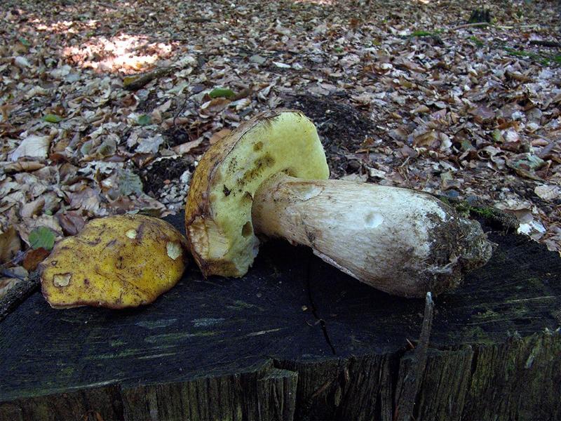 Boletus fulvomaculatus.JPG