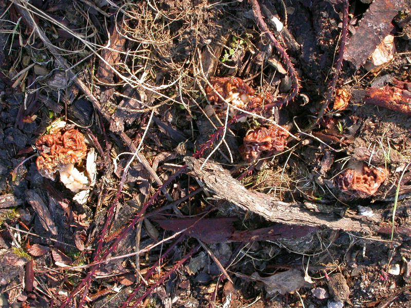 Gyromitra-esculenta.jpg