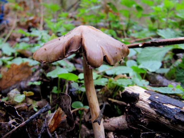 Pluteus sp. Soulme 9-04-12.jpg