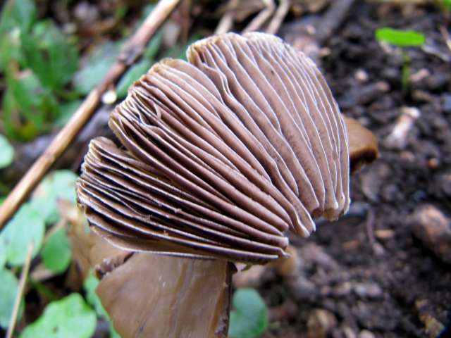 Pluteus sp. Soulme 9-04-12 A.jpg