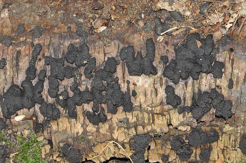 Hypoxylon multiforme 1.jpg