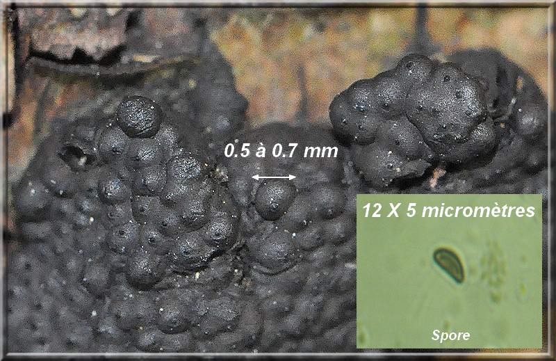 hypoxylon  multiforme 1011.jpg