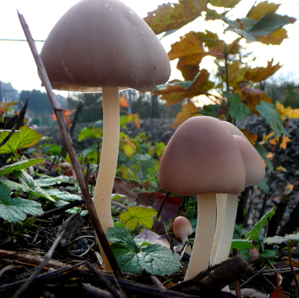 Fungi non identifié Godinne Octobre 2011..jpg