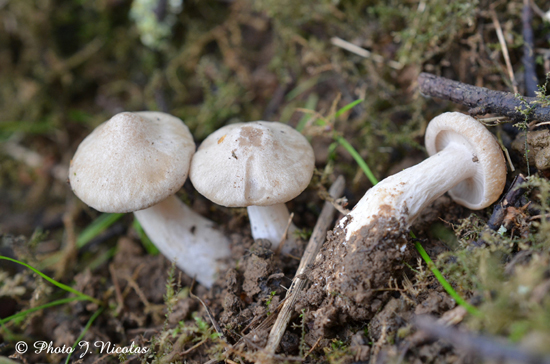 Entoloma saundersii.jpg