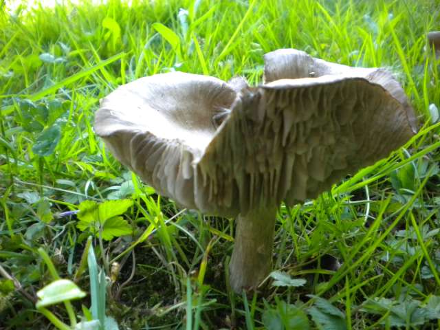 Entoloma clypeatum Godinne (B) 28-04-12.jpg