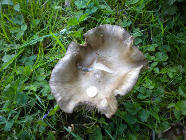 Entoloma clypeatum Godinne (B) 28-04-12 A.jpg