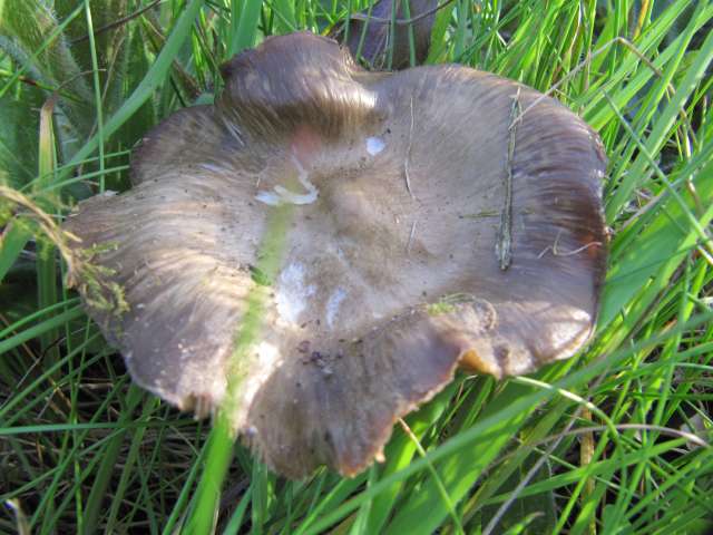 Fungi non identifié Eghezée-Longchamps 1-05-12.jpg