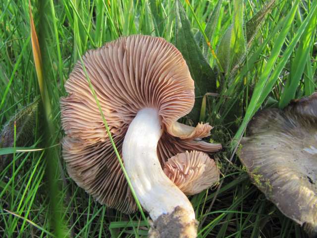 Fungi non identifié Eghezée-Longchamps (B) 1-05-12 A.jpg