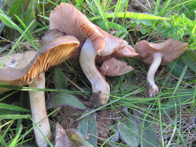 Fungi non identifié Eghezée-Longchamps (B) 1-05-12 B.jpg