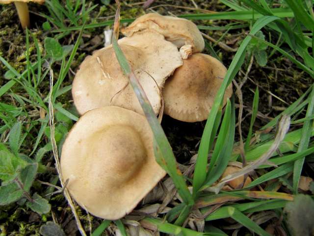 Fungi NI Yvoir (Airbois) 4-05-12 A.jpg