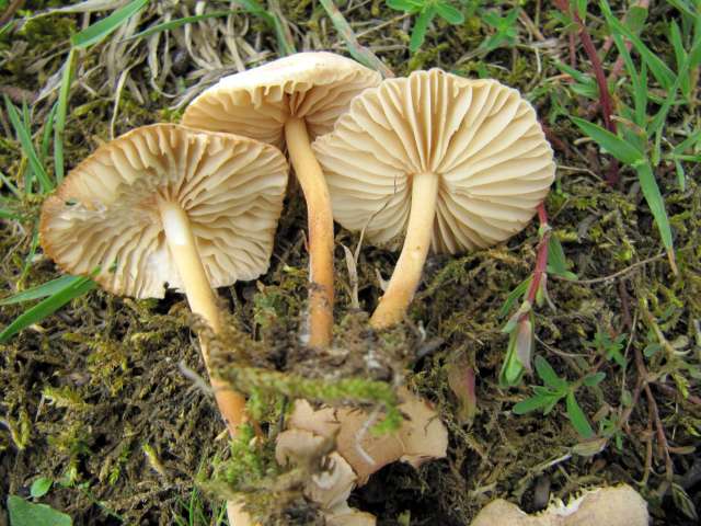 Fungi NI Yvoir (Airbois) 4-05-12.jpg