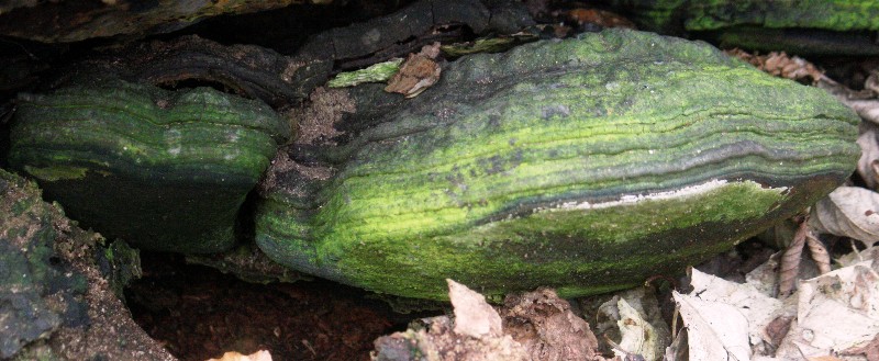 Photo 703011-redim800.jpg