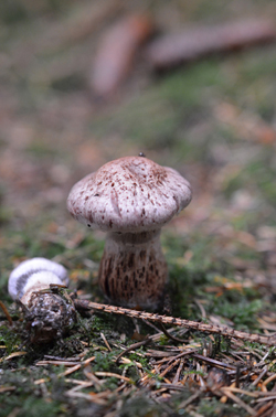 Cortinarius sp - RBois21072012 (1)  rec.jpg