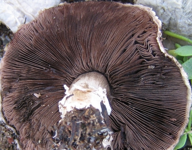 Agaricus sp.3.JPG