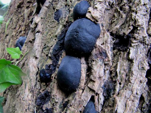 Daldinia concentrica Godinne 24-09-12.jpg