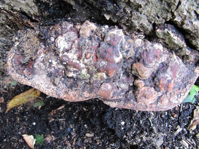 Polypore sur Quercus robur Godinne 24-09-12.jpg