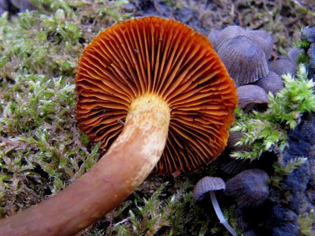 Cortinarius semisanguineus Yvoir (Forêt domaniale) 7-10-12.jpg