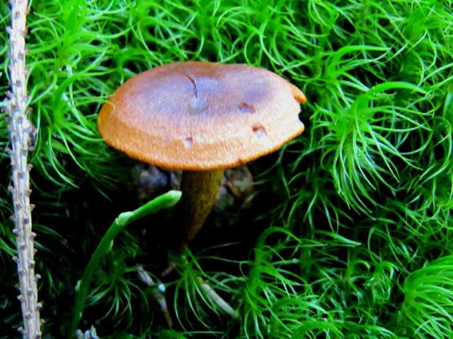 Cortinarius semisanguineus Yvoir (Forêt domaniale) 7-10-12 D.jpg