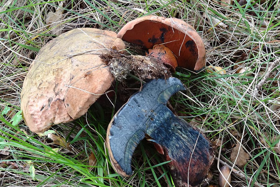 181012-(16)boletus-luteocupreus.jpg