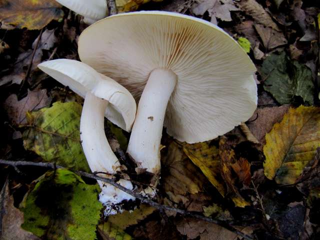 Tricholoma sp.  Yvoir 18-10-12.jpg