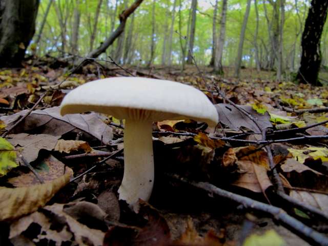 Tricholoma sp. Yvoir 18-10-12 A.jpg