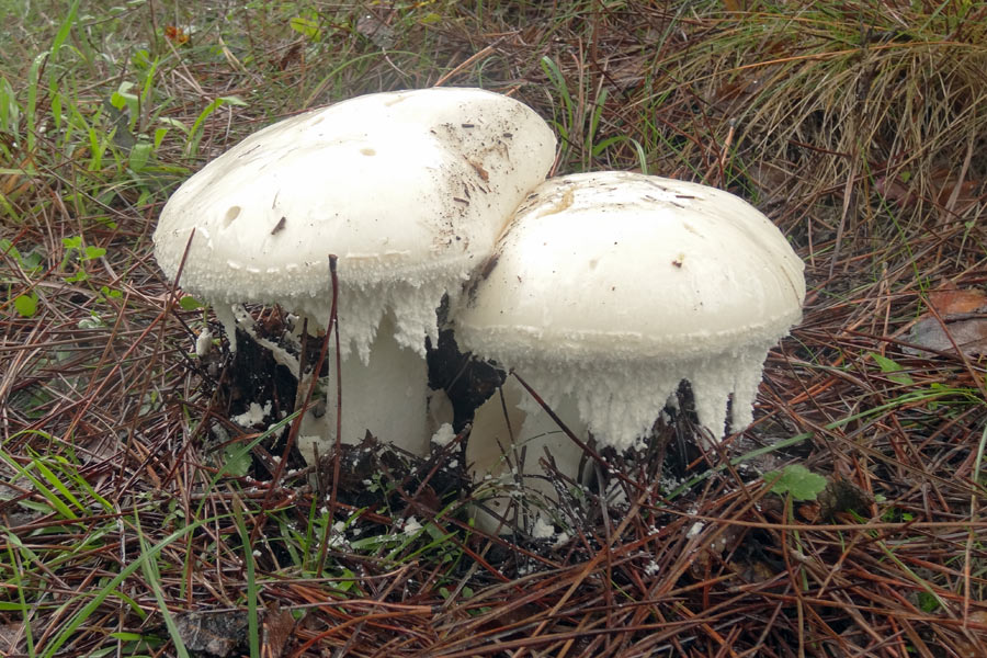 201012-(55)amanita-ovoidea.jpg