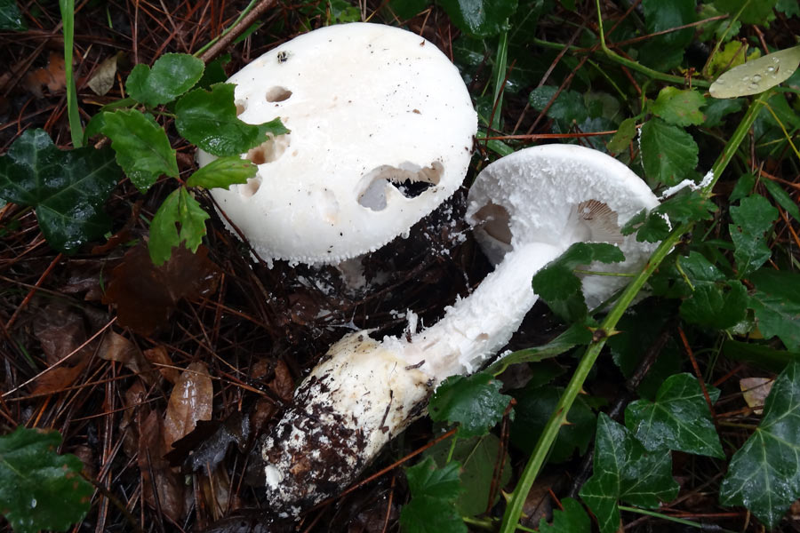 201012-(47)amanita-ovoidea.jpg