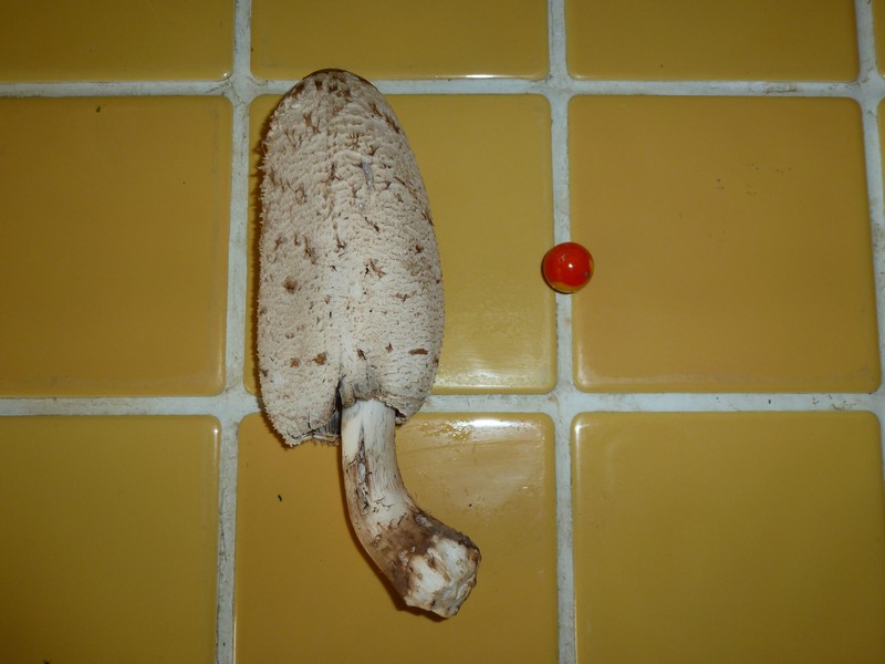 champignon1.JPG