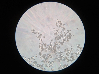 Spores 2012-11-06_.jpg