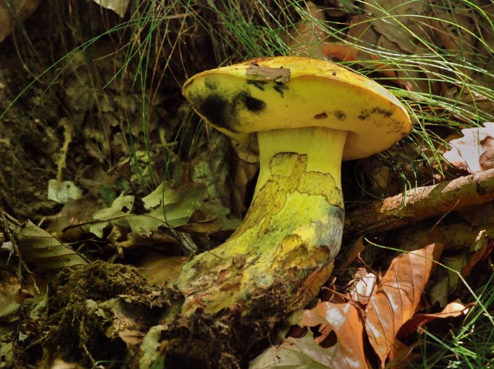 Boletus junquilleus 2011 08 10 Lozère (can de l'Hospitalet) (2).JPG