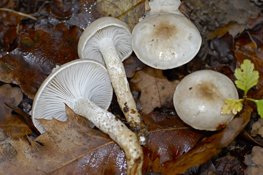 Hygrophorus-persoonii.jpg