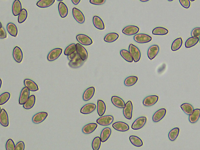 Spores_x100.jpg