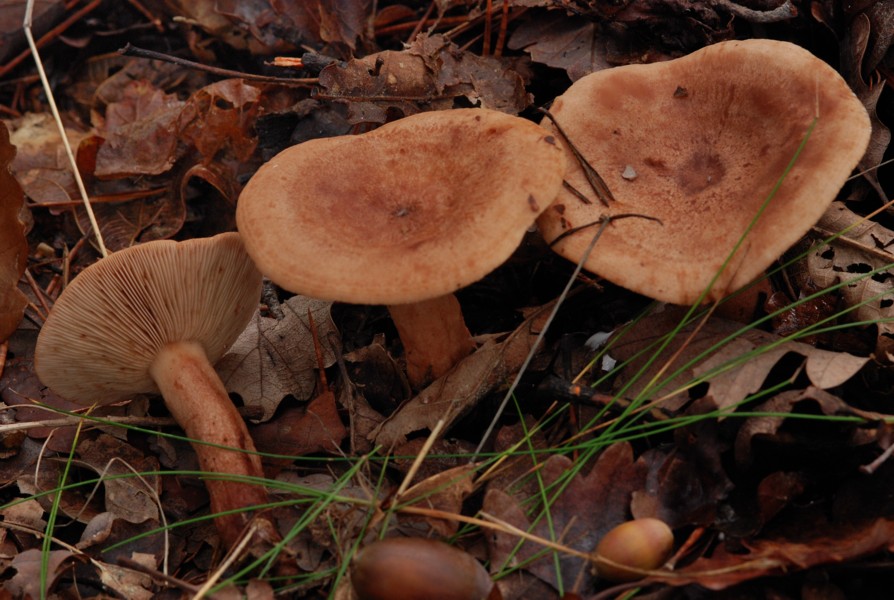 Lactarius sp. 2012 10 25 Lozère (Barre-des-Cévennes 4 chemins) (4).JPG