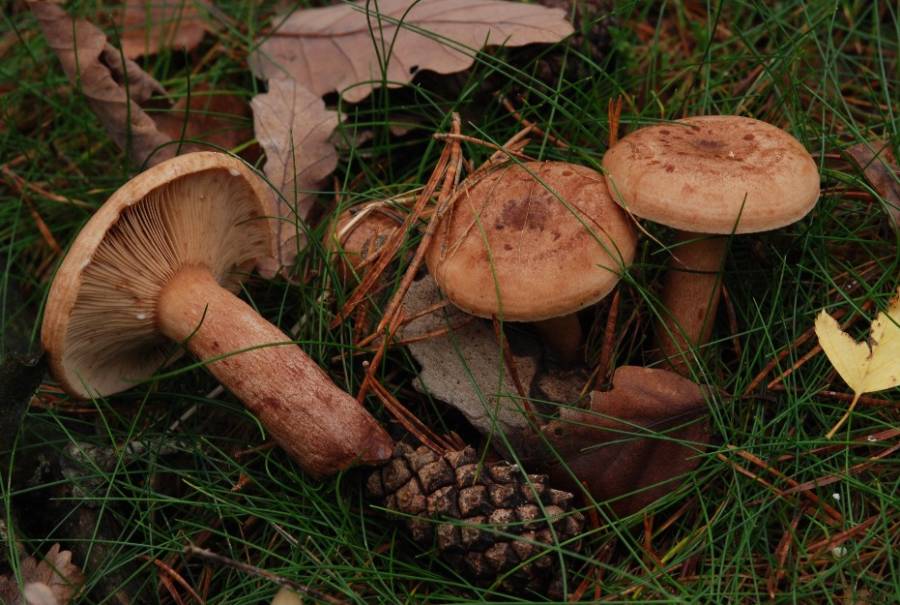 Lactarius sp. 2012 10 25 Lozère (Barre-des-Cévennes 4 chemins)-redim900.JPG