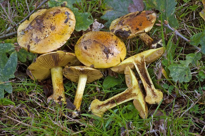 Cortinarius sp. Arborio (Pravia), 7-XI-2012, Quercus robur.JPG