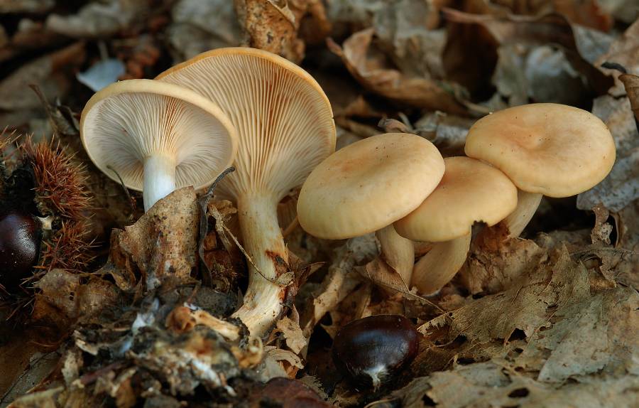 Clitocybe gibba 2006 10 27 Lozère (cévennes).JPG