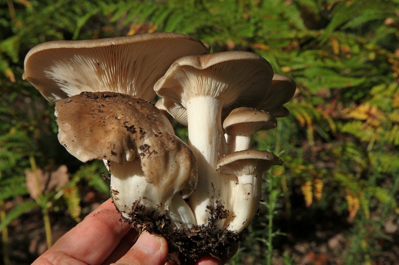 Lyophyllum decastes-2..jpg