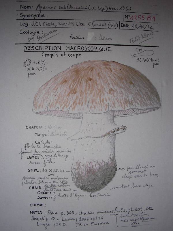 Agaricus subfloccosus 1 24 11 12 -redim800.JPG