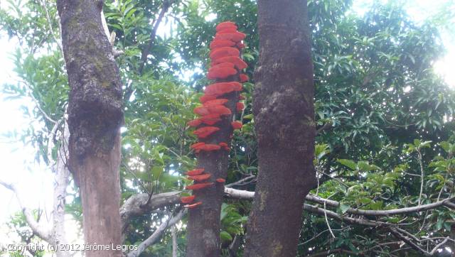 Polyporus_inconnu_2012_jl_1.jpg