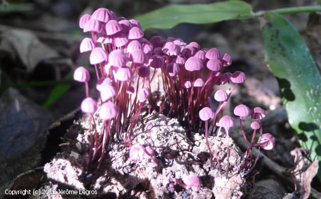 Marasmius_inconnu_2012_jl_1.jpg