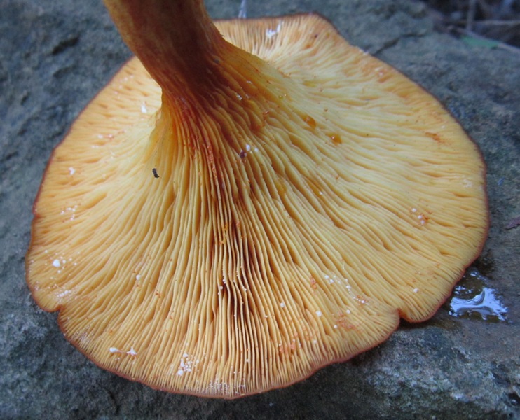 Omphalotus.JPG