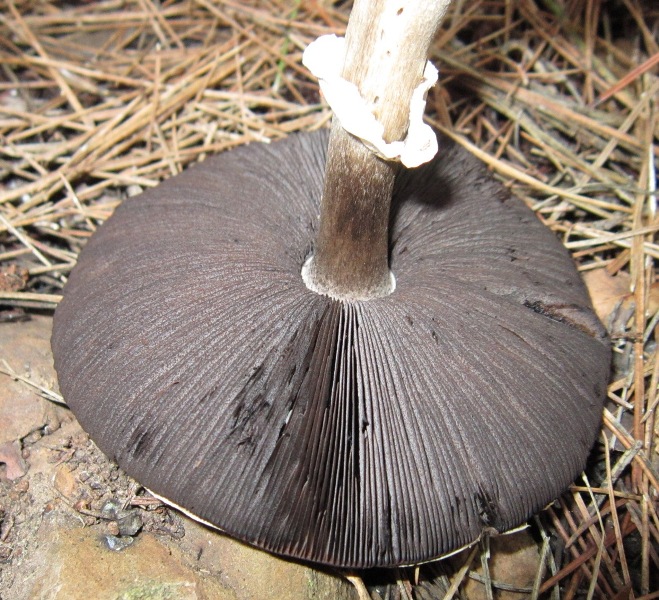 Agaricus littoralis (32).JPG