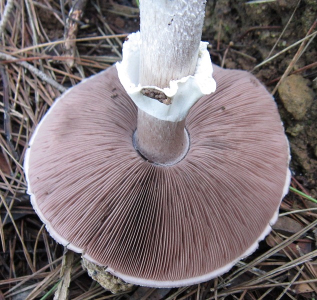 Agaricus littoralis (8).JPG