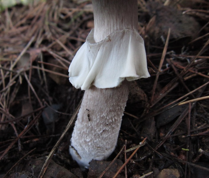 Agaricus littoralis (6).JPG